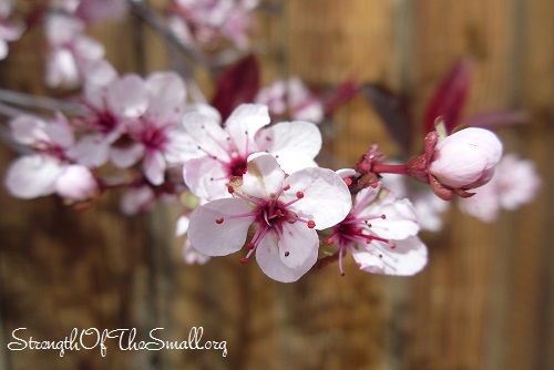 Purpleleaf Cherry Plum.