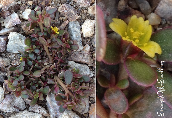 Purslane Plant.