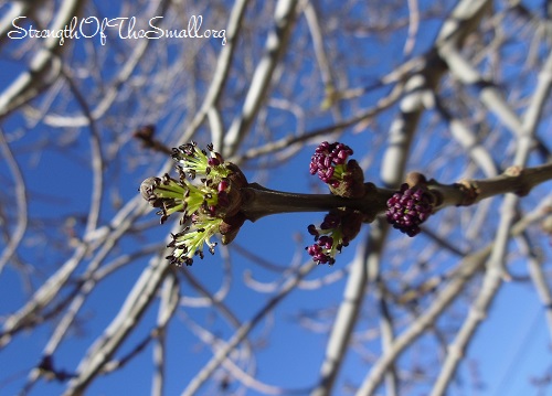 Raywood Ash (Male Flower Opening Buds).