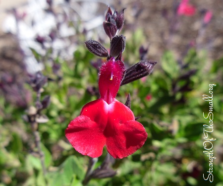 Red Autumn Sage ('Furman's Red').