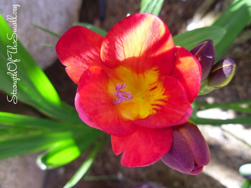 Red Freesia.