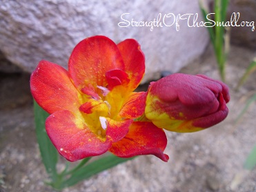 Red & Yellow Freesia.