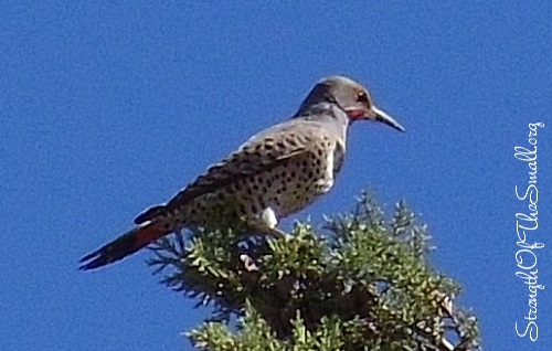 Red-shafted Northern Flicker.