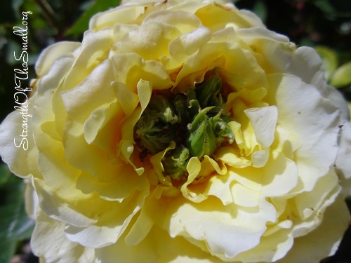 Rose Buds Within a Rose.