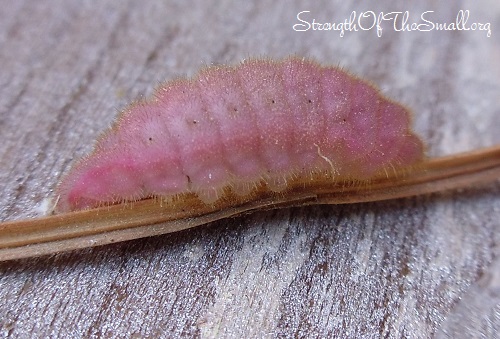 Rose Budworm.