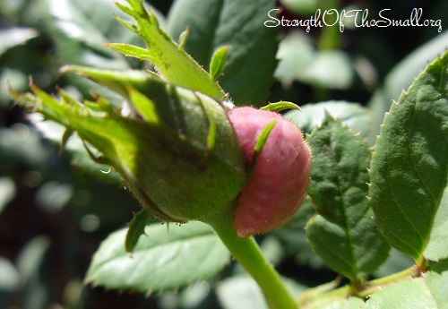 Rose Budworm.