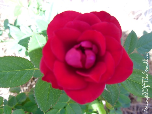 Rose Flower.