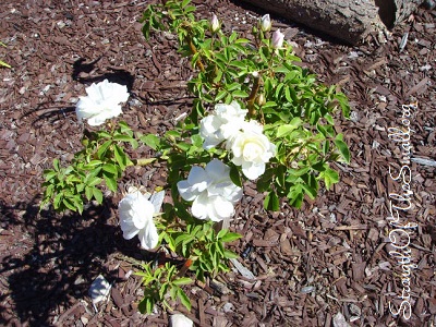 Rose Tree - Iceberg Floribunda