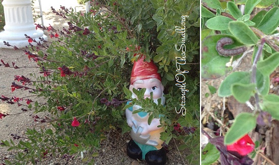 Salvia Greggii (Red Autumn Sage).