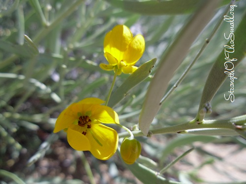 Silvery Cassia.