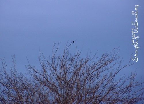 Single Bird on Tree.