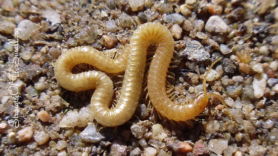 Soil Centipede.