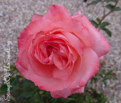 Spartan Floribunda Rose.