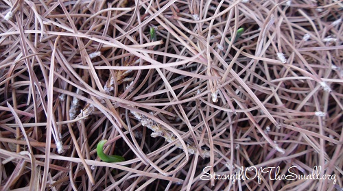 Spring Bulbs Sprouting.