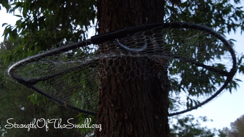 Squirrel Fruit Tree Deterrent.