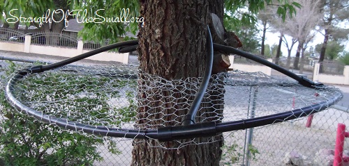 Squirrel Fruit Tree Deterrent.