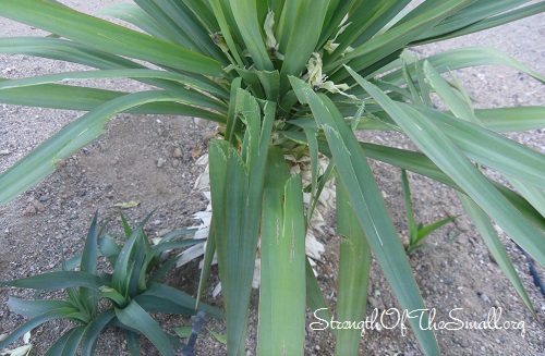 Squirrel damage on Yucca.