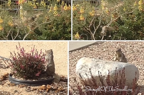 Yucca Pendula Flower Stalk.