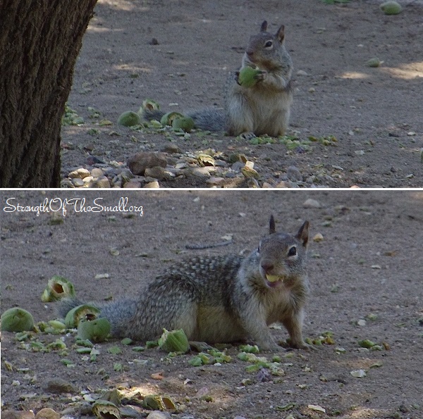 Squirrel enjoying some Almonds.