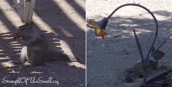 Squirrel Eating & Relaxing.