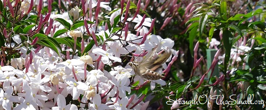 Star Jasmine.