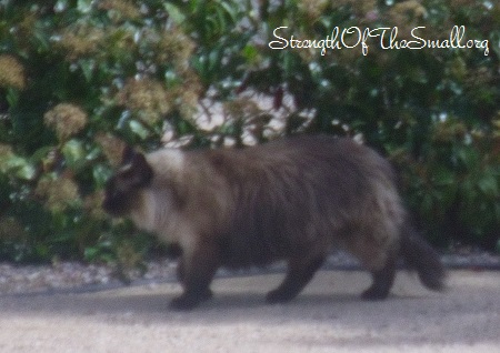 Stray Cat in my front yard.