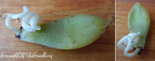 Succulent Leaf Propagation.