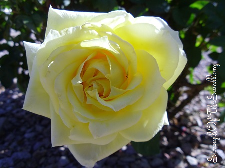 Sunblest Rose.