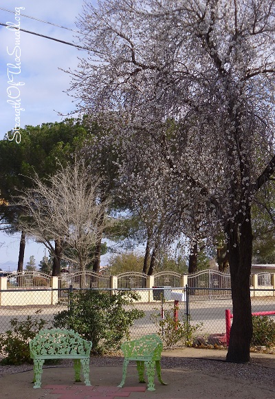 Sweet Almond Tree in Bloom.