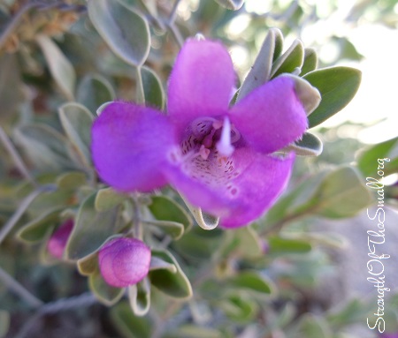 Texas Sage 'Green Cloud'.