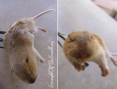 Trapped Pocket Gopher.