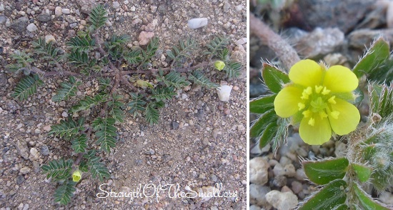 Tribulus Terrestris.