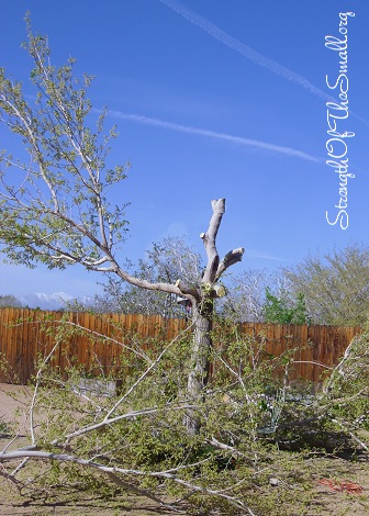 Trimming The Mulberry Tree.