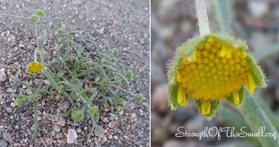 Unknown Weed.