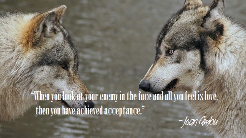 Wolves Face to Face.