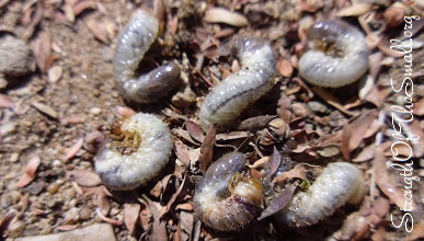 White Curl Grubs.