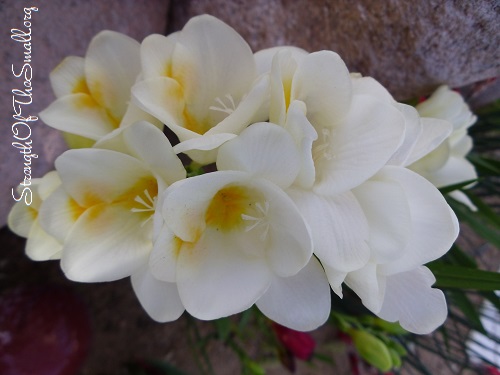 White Freesia.