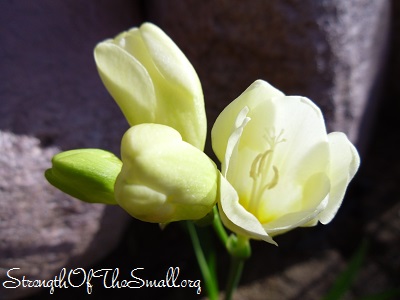 White Freesia.