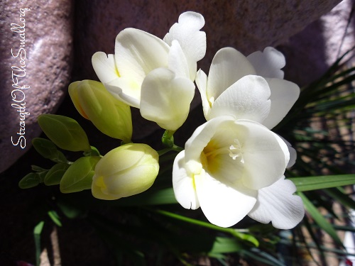 White Freesia.