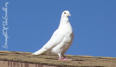 White Homing Pigeon/Dove on the roof.