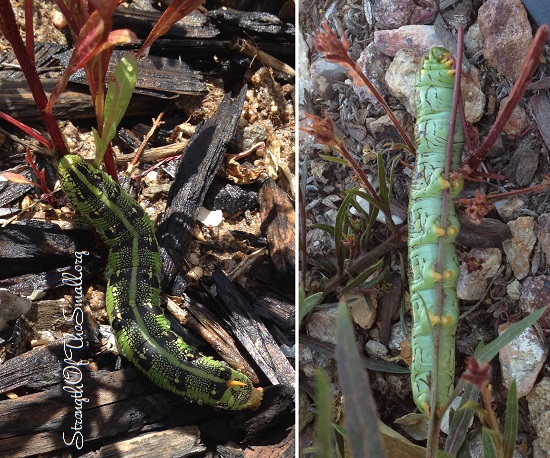 White-Lined Sphinx Caterpillar (Hummingbird Moth Caterpillar).