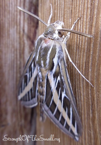 White-Lined Sphinx Moth.