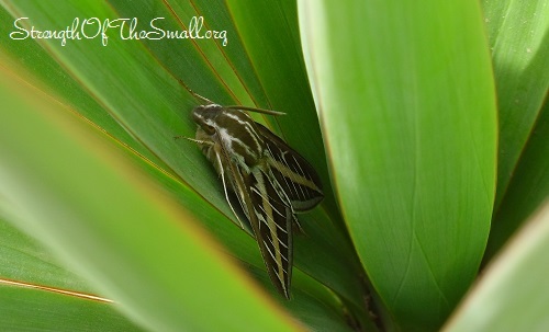 White-Lined Sphinx Moth.