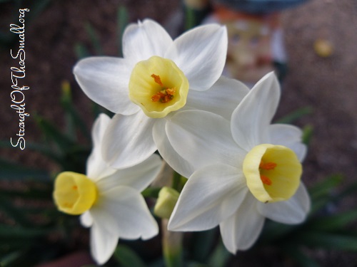 White and Yellow Daffodils.