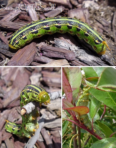 White-lined Sphinx Moth Caterpillar.