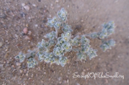 Woolly Desert Plant.