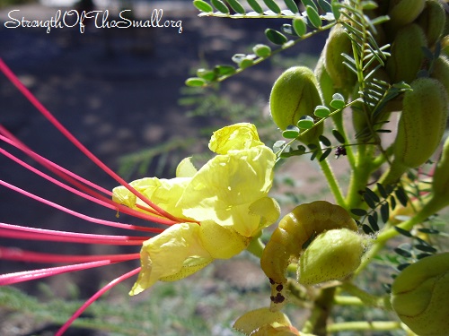 Yellow Caterpillar on Bird of Paradise Bush.