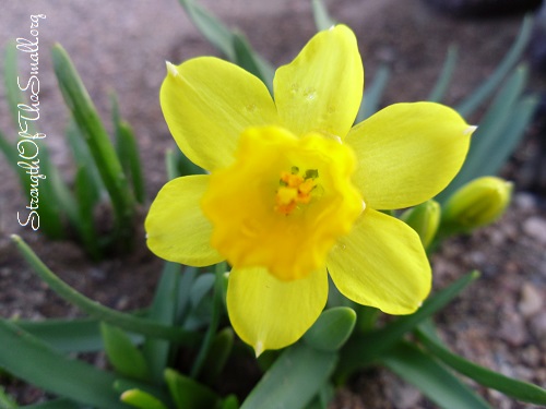 White and Yellow Daffodil.