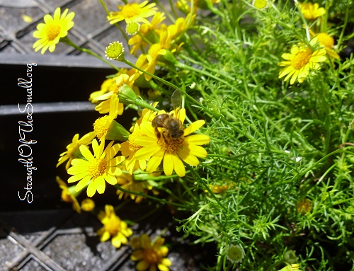 Yellow Daisy.