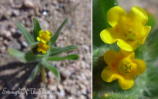 Neatostema Apulum (Yellow Gromwell).